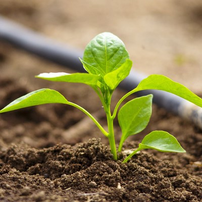 Water Soluble Nutrition