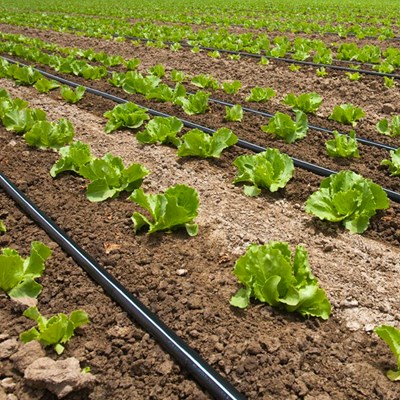 Water Soluble Nutrition