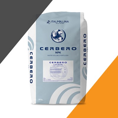 Cerbero