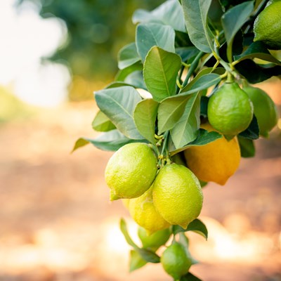 Nutrimyr Thiols